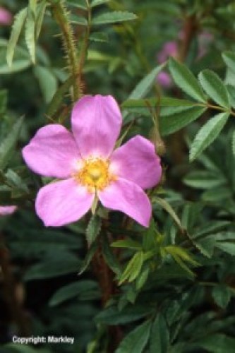 Rosa nitida